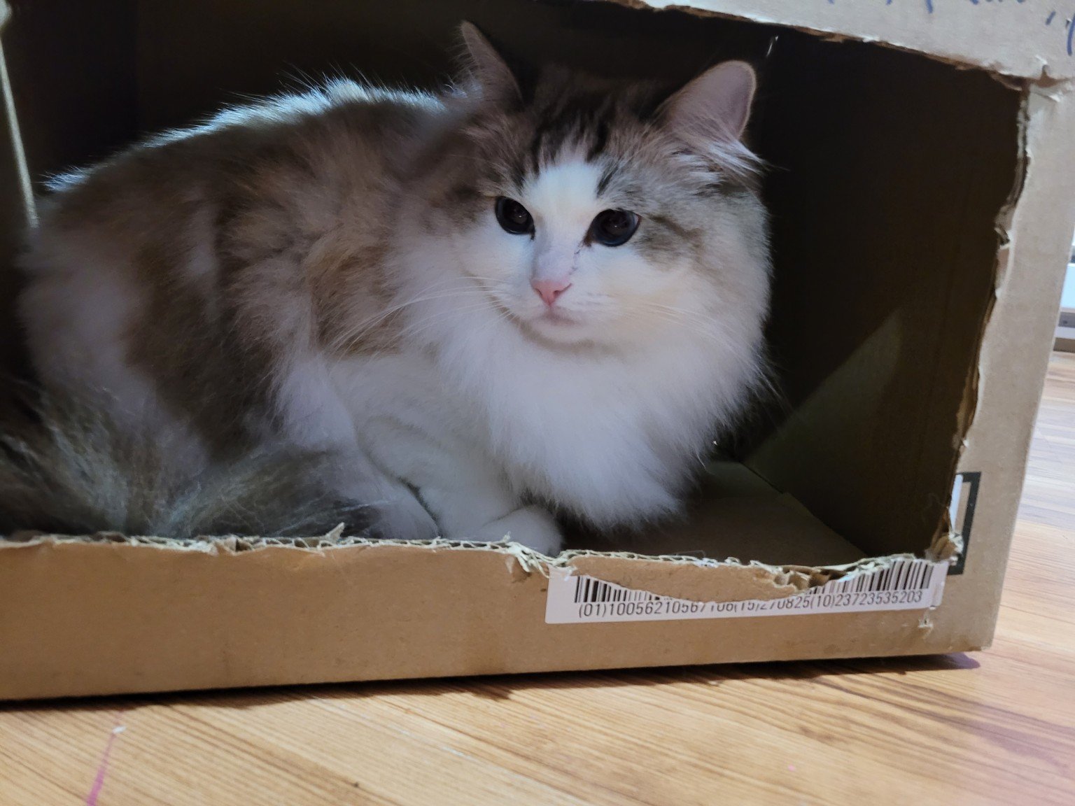 La mascotte Félina installée dans une boîte de carton.
